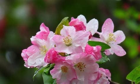 海棠花风水|海棠花的寓意与象征风水（传承千年的吉祥之花）